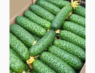 Зображення для оголошення Закуповуємо огірки оптом! Київ та область