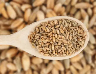 Зображення для оголошення Продам зерно тритикале