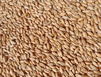 Зображення для оголошення Продам зерно тритікале, овес, пшеницю, ячмінь