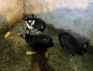 Зображення для оголошення Кролі Німецький Строкач