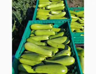Зображення для оголошення Продаю кабачок