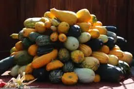 Зображення для оголошення Куплю кабачок спілий на переробку