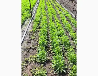 Зображення для оголошення Продам лук зелёный