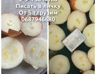 Зображення для оголошення Продам лук на выгонку зелёного пера