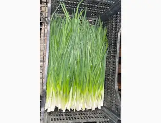 Зображення для оголошення Продам зелену цибулю