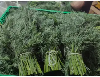 Зображення для оголошення Продам зелень: укроп
