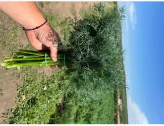 Зображення для оголошення Продам Укроп