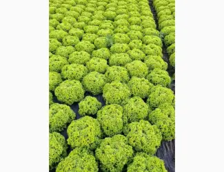 Зображення для оголошення Продам салат Лолки