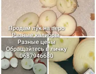 Зображення для оголошення Продам лук на выгонку пера