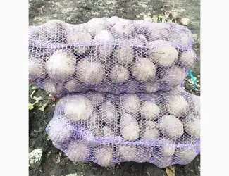 Зображення для оголошення Продам столовий буряк сорт Пабло