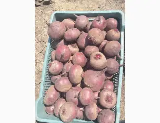 Зображення для оголошення Продам товариний Буряк