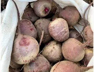 Зображення для оголошення Продам буряк