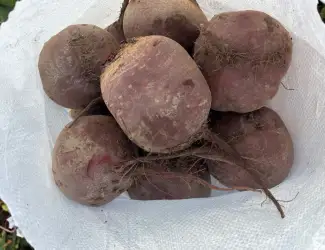 Зображення для оголошення Продам великий буряк