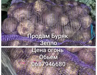 Зображення для оголошення Продам Буряк сорт зеппо