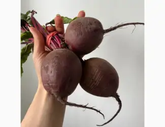 Зображення для оголошення Куплю буряк