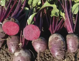 Зображення для оголошення Продам БУРЯК столовий