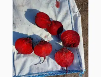 Зображення для оголошення Продам буряк