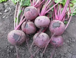 Зображення для оголошення Продам червоний буряк Зепо