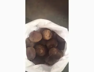 Зображення для оголошення Бурячик