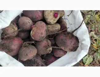 Зображення для оголошення Продам буряк Зепо маю обєм