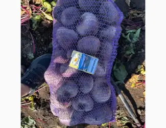 Зображення для оголошення Продам буряк
