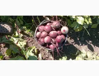 Зображення для оголошення Продам буряк