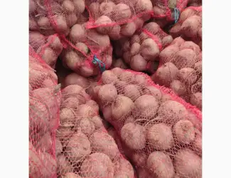 Зображення для оголошення Продам столовий буряк. Сорт Зепо. Є об'єми