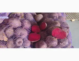 Зображення для оголошення Буряк столовий
