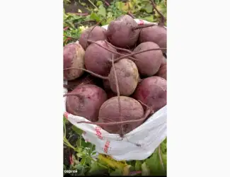 Зображення для оголошення Продам буряк сорт Водан