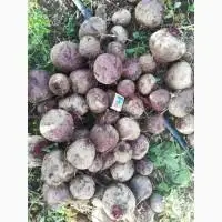 Зображення для оголошення Молодий буряк | гурт Київ | замовити буряк | овочі від виробника