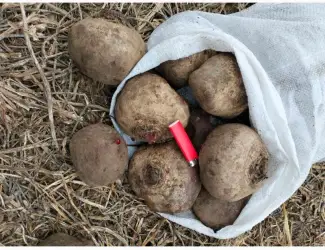 Зображення для оголошення Продам Буряк оптом есть объем