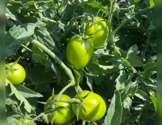 Зображення для оголошення Продам зелений помідор