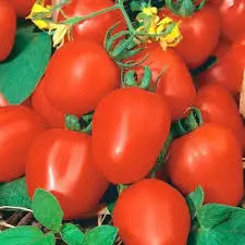 Зображення для оголошення Купуємо помідори з доставкою у Житомир