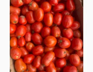 Зображення для оголошення Продам помідори