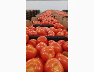 Зображення для оголошення Продам помидоры тепличный в Польше