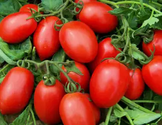 Зображення для оголошення Продам помидоры Умань