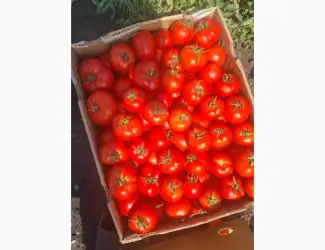 Зображення для оголошення Продам помидор оптом
