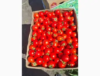 Зображення для оголошення Продам помідор Асвон оптом з поля