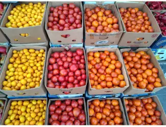 Зображення для оголошення Продам крупный красный помидор