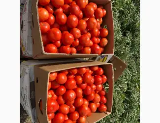 Зображення для оголошення Продам томат помідор оптом від 10 тонн. Ринок