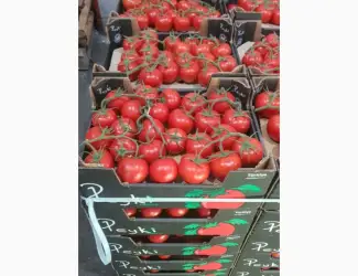 Зображення для оголошення Продам помідор Гілка