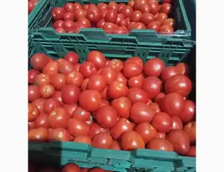 Зображення для оголошення Продам помидор