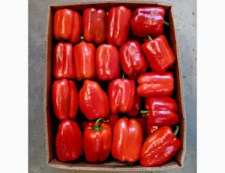 Зображення для оголошення Продам перець