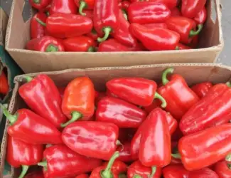 Зображення для оголошення Продам перець Політ