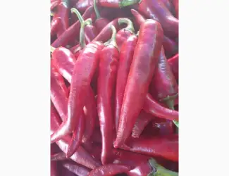 Зображення для оголошення Продам перець гіркий