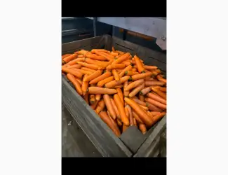 Зображення для оголошення Продам моркву миту якісна