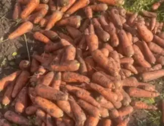 Зображення для оголошення Продаж моркви 2-го сорту оптом (Вінницька область