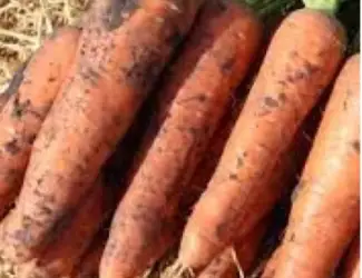 Зображення для оголошення Продам морку