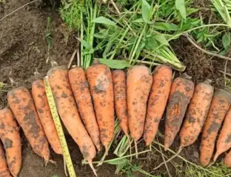 Зображення для оголошення Продам моркву на переробку