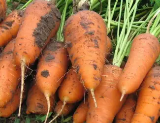 Зображення для оголошення Продам моркву оптом